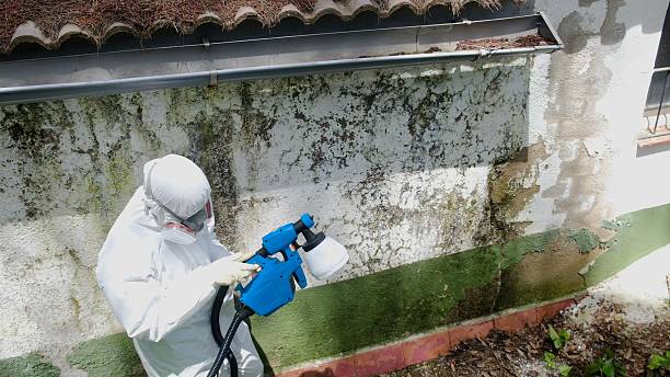 Top rated local Mold Testing specialists in New Market, TN